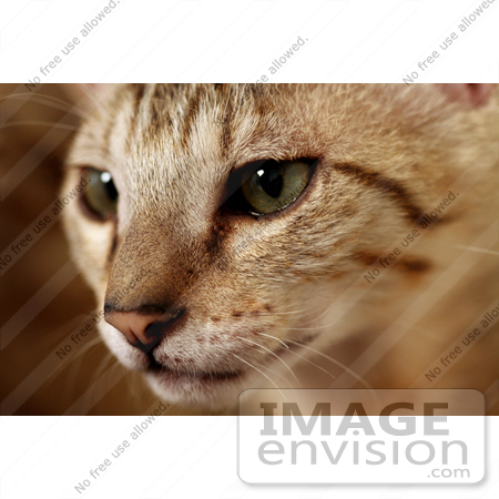 #10988 Picture of a F4 Savannah Kitten Preparing to Attack by Jamie Voetsch