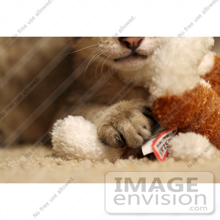 #10989 Picture of a Kitten’s Paw on a Toy by Jamie Voetsch