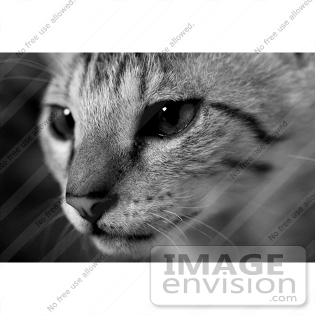 #10990 Picture of a Savannah Kitten Face by Jamie Voetsch