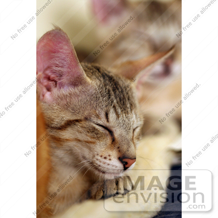 #10992 Picture of Savannah Kittens Sleeping on a Heating Pad by Jamie Voetsch