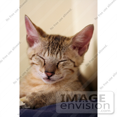 #10994 Picture of a Tired Happy Kitten by Jamie Voetsch
