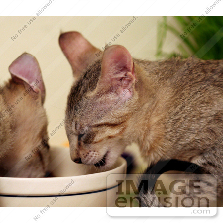 #10995 Picture of Kittens Eating by Jamie Voetsch