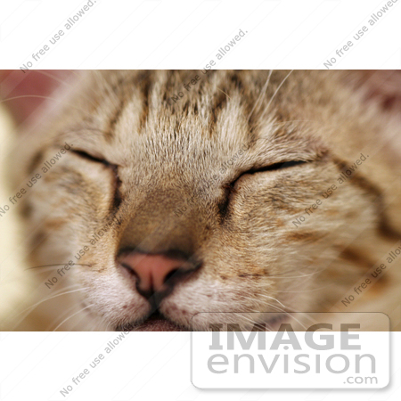 #11001 Picture of a Sleeping Kitten by Jamie Voetsch