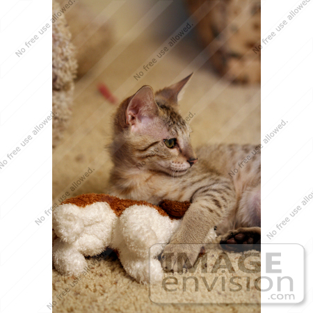 #11003 Picture of a Kitten After Attacking a Toy by Jamie Voetsch