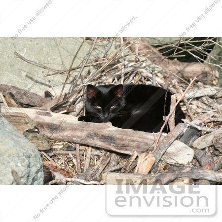 #1105 Picture of a Black Cat Laying on Wood Sticks by Kenny Adams
