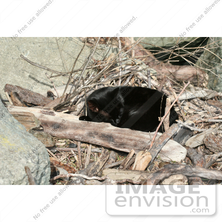 #1106 Picture of a Black Cat Sleeping on Drift Wood and Branches by Kenny Adams