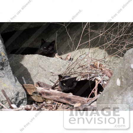 #1107 Picture of a Two Stray Black Cats with Eye Problems by Kenny Adams
