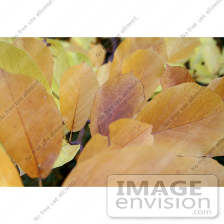 #111 Stock Image of Autumn Leaves by Jamie Voetsch