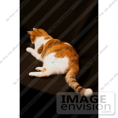 #1110 Image of a Calico Cat on a Black Background by Jamie Voetsch