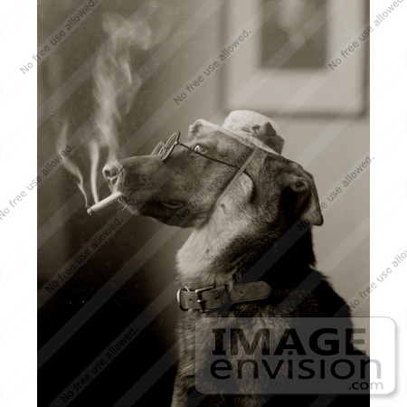 #11112 Picture of a Dog Smoking a Cigarette and Being Humanlike by JVPD