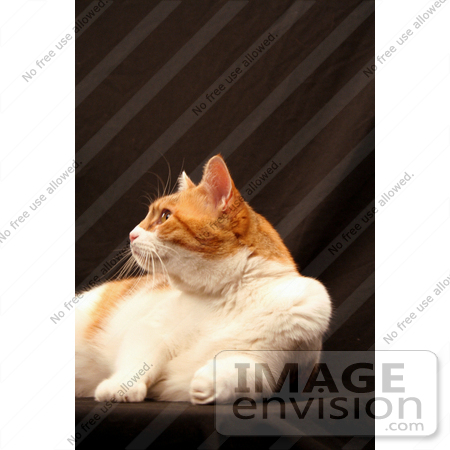 #1112 Image of Calico Cat by Jamie Voetsch