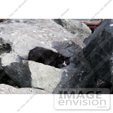 #1116 Picture of a Black & White Cat on Large Boulders by Kenny Adams