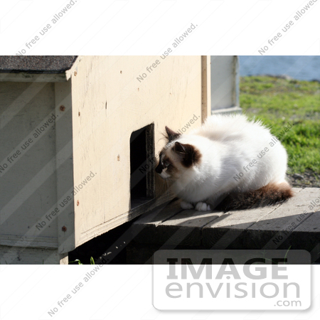 #1117 Picture of a Stray Cat Looking at an Outdoor Cat-house Door by Kenny Adams