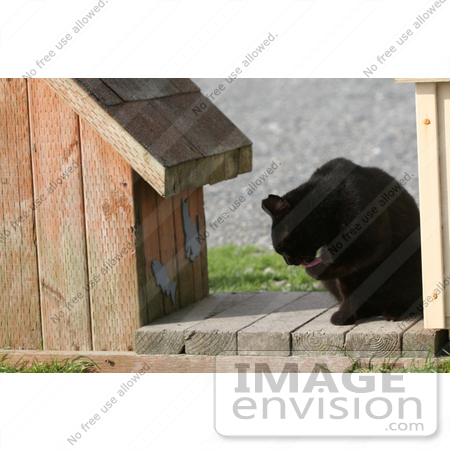 #1118 Picture of a Black Stray Cat Cleaning Itself by Kenny Adams