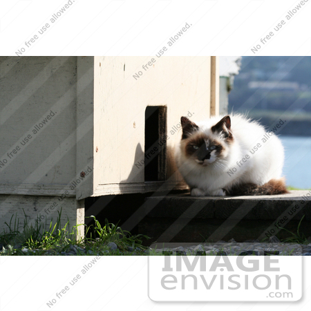 #1119 Picture of a Stray Cat Sitting Outside of a Cat House by Kenny Adams