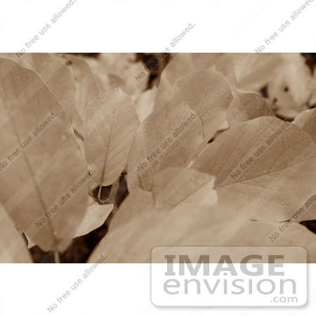 #112 Sepia Toned Stock Image of Leaves on a Tree by Jamie Voetsch
