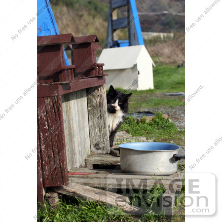 #1122 Picture of a Homeless Cat Beside a Feeding Pot by Kenny Adams