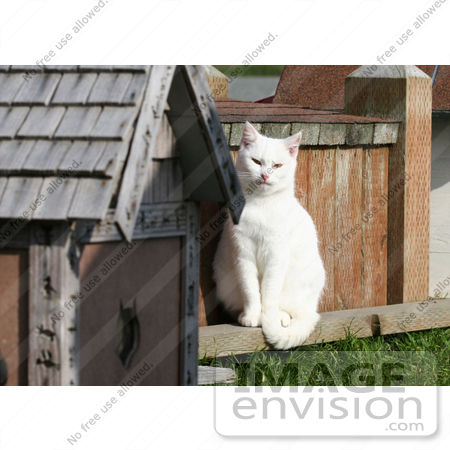 #1123 Picture of a White Cat Sitting on the Edge of a Cat House by Kenny Adams