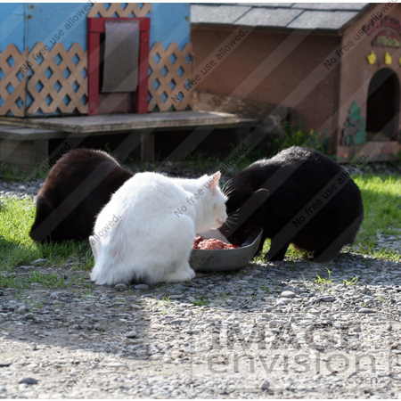 #1125 Picture of Stray Cats Eating by Kenny Adams