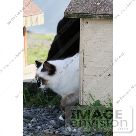 #1126 Picture of a Cat Walking Out of a Cat-house by Kenny Adams