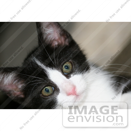 #113 Picture of a Black and White Kitten by Kenny Adams