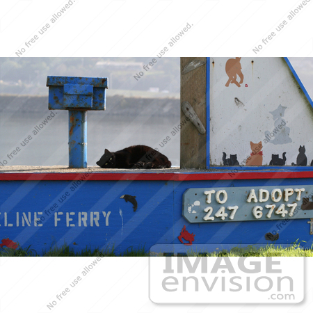 #1130 Picture of a Stray Black Cat Beside an Adoption Sign by Kenny Adams