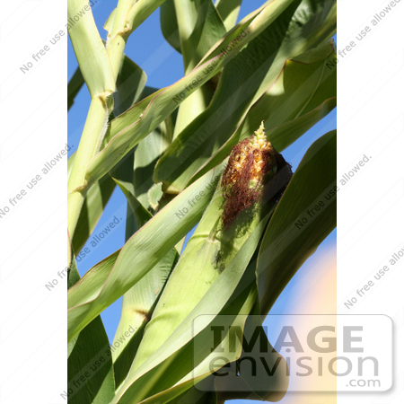 #1133 Picture of a Corn Plants Showing Ear by Kenny Adams