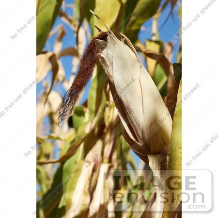 #1134 Picture of an Ear of Corn Surrounded by Stalks by Kenny Adams