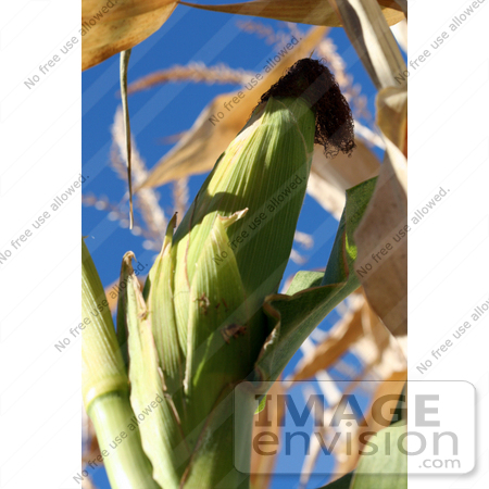 #1135 Picture of a Corn Ear Against Blue Sky by Kenny Adams