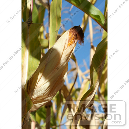#1136 Picture of Yellow Corn on a Cob in a Field by Kenny Adams