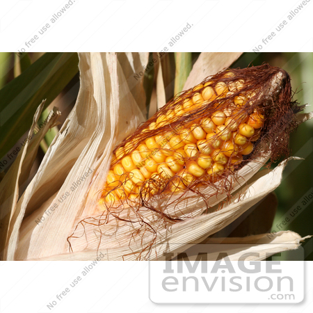 #1138 Picture of Sweet Corn On the Cob by Kenny Adams