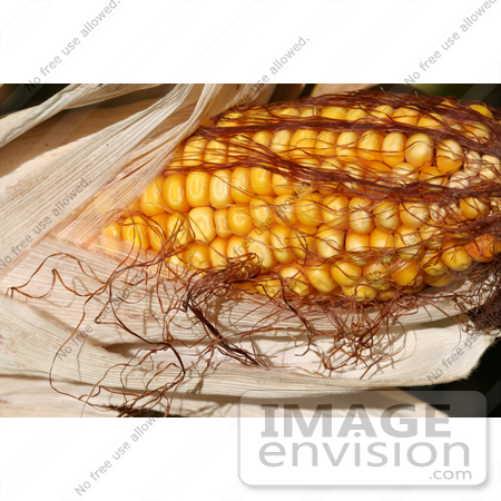 #1139 Picture of Yellow Corn on the Cob by Kenny Adams