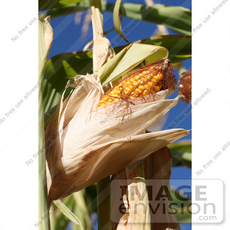 #1140 Picture of Yellow Corn in the Husk by Kenny Adams