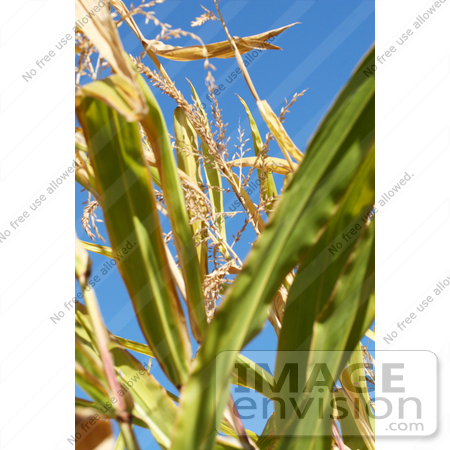 #1141 Picture of Corn Plant Leaves by Kenny Adams