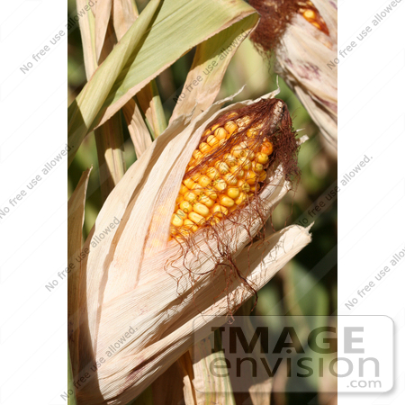 #1142 Picture of an Ear of Corn by Kenny Adams