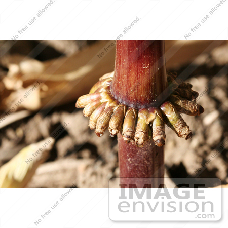 #1143 Picture the Bottom of a Corn Stalk by Kenny Adams