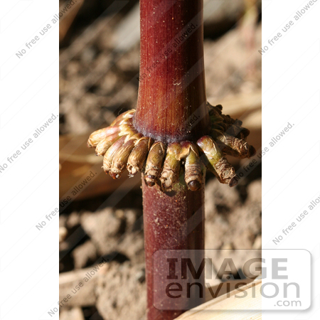#1144 Corn Stalk Picture by Kenny Adams