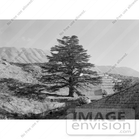 #11440 Picture of a Cedar Tree by JVPD