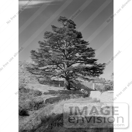 #11442 Picture of a Cedar Tree by Walls by JVPD