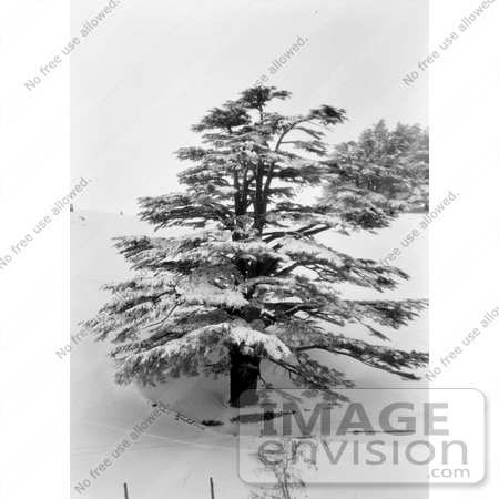 #11444 Picture of a Cedar Tree in Snow by JVPD