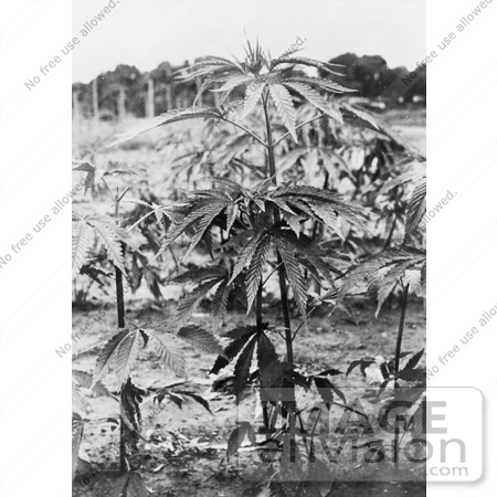 #11446 Picture of a Marijuana Plant (Cannabis sativa) by JVPD