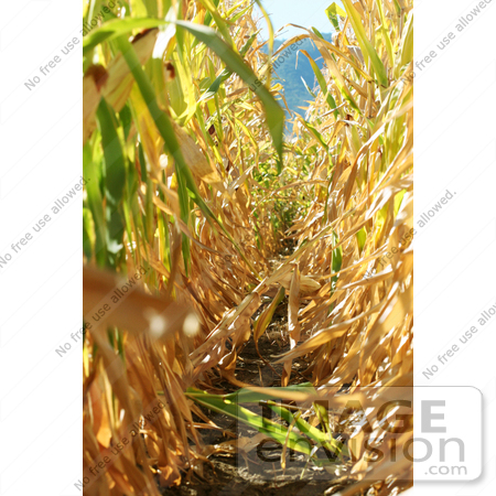 #1145 Picture of a Path Through Corn Stalks by Kenny Adams