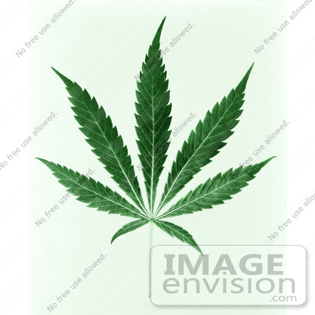 #11450 Picture of a Green Pot Leaf by JVPD