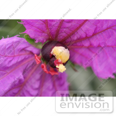 #1146 Picture of a Purple Flower by Kenny Adams