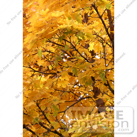 #1147 Picture of a Yellow Fall Colored Leaves by Kenny Adams