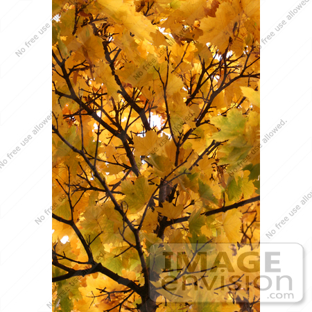 #1148 Picture of Yellow Leaves on Tree Branches by Kenny Adams