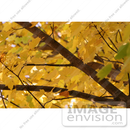 #1149 Picture of a Tree with Yellow Leaves by Kenny Adams
