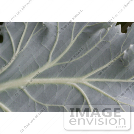 #1152 Picture of a Gray Ornamental Cabbage Leaf by Kenny Adams