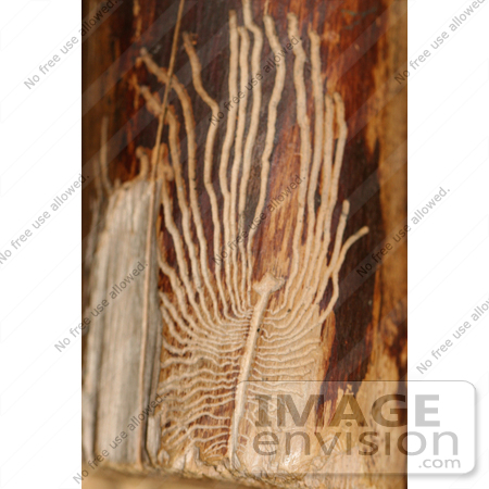 #1162 Picture of European Elm Bark Beetle Trails on Wood by Kenny Adams
