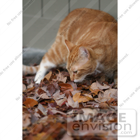 #1164 Picture of a Cat Smelling Fall Leaves by Kenny Adams